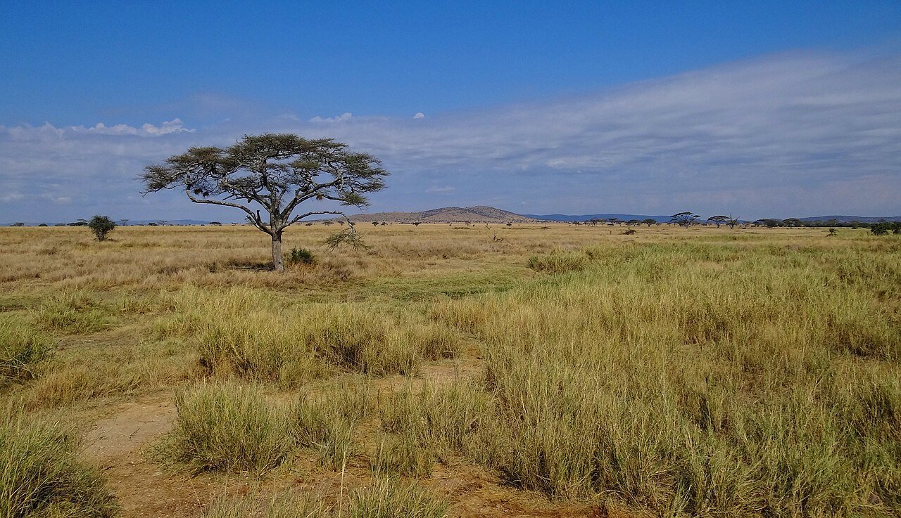 A fairly typical example of the scenery in Serengeti National Park in western Tanzania. The plains are wide and full of grass, with trees, mainly acacias, dotted around the landscape.